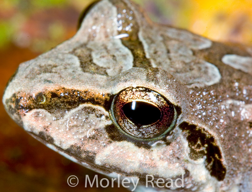 Pristimantis w-nigrum