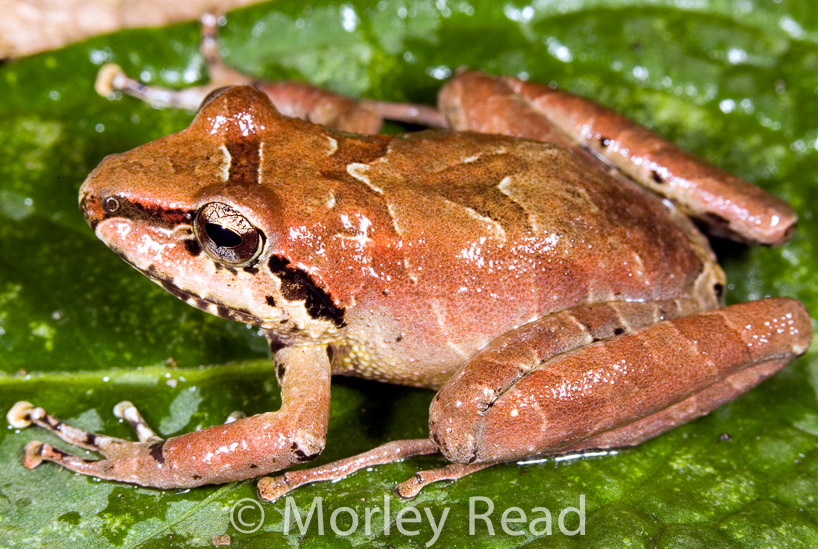 Pristimantis w-nigrum