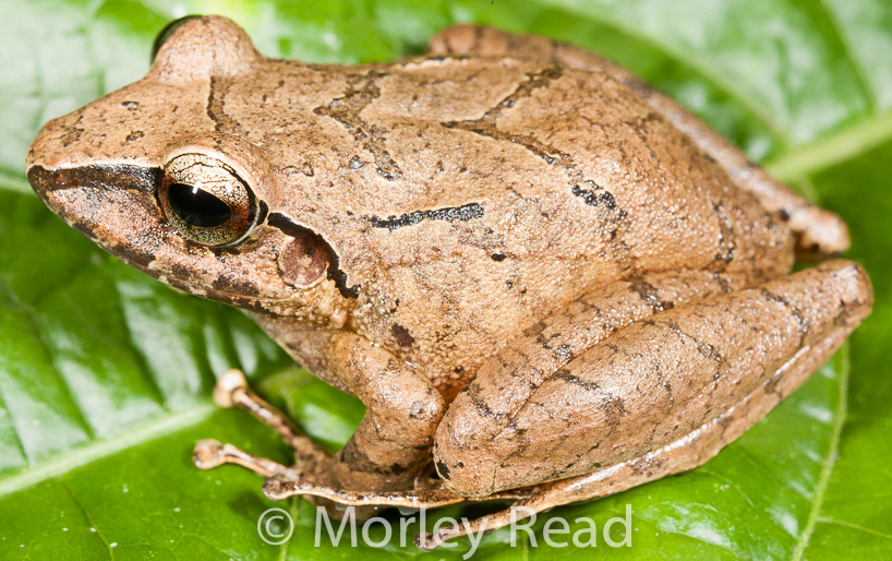 Pristimantis achatinus