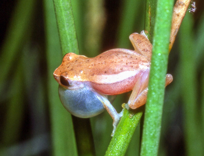 Dendropsophus
