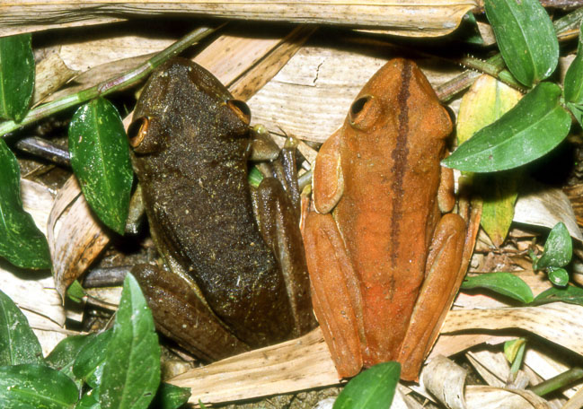 Hypsiboas boans