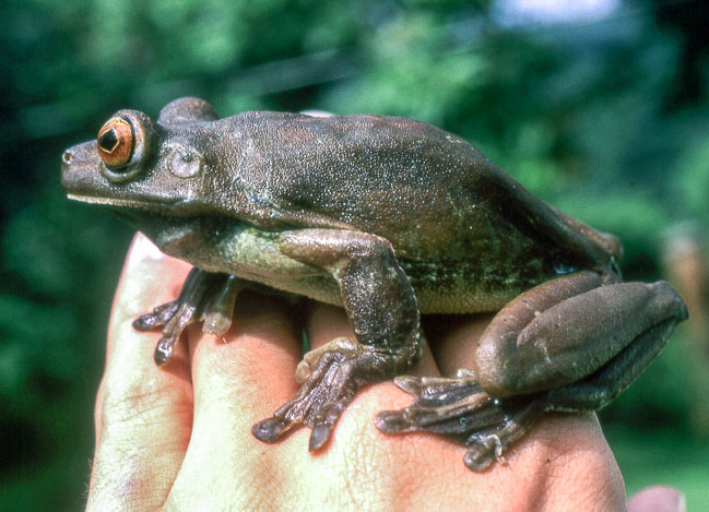 Hypsiboas boans
