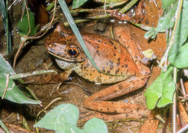 Hypsiboas boans