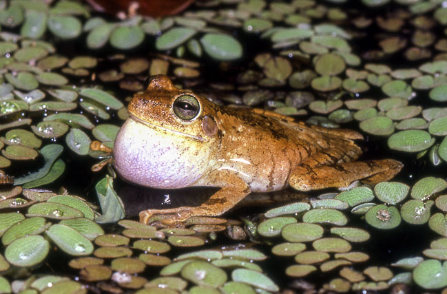Hypsiboas crepitans