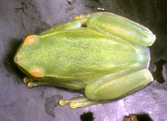 Sphaenorhynchus lacteus