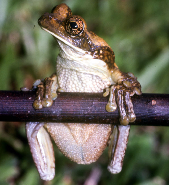 Trachycephalus typhonius