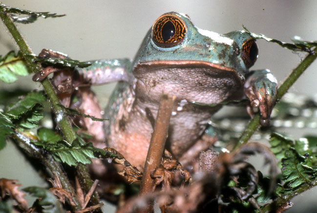 Phyllomedusa trinitatis